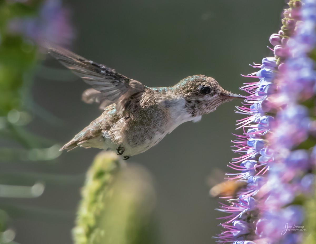 Calliope Hummingbird - ML95228741