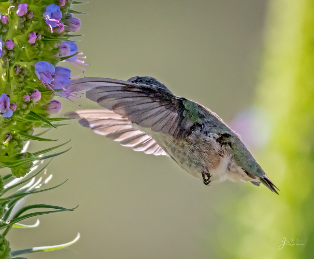 Calliope Hummingbird - ML95228941