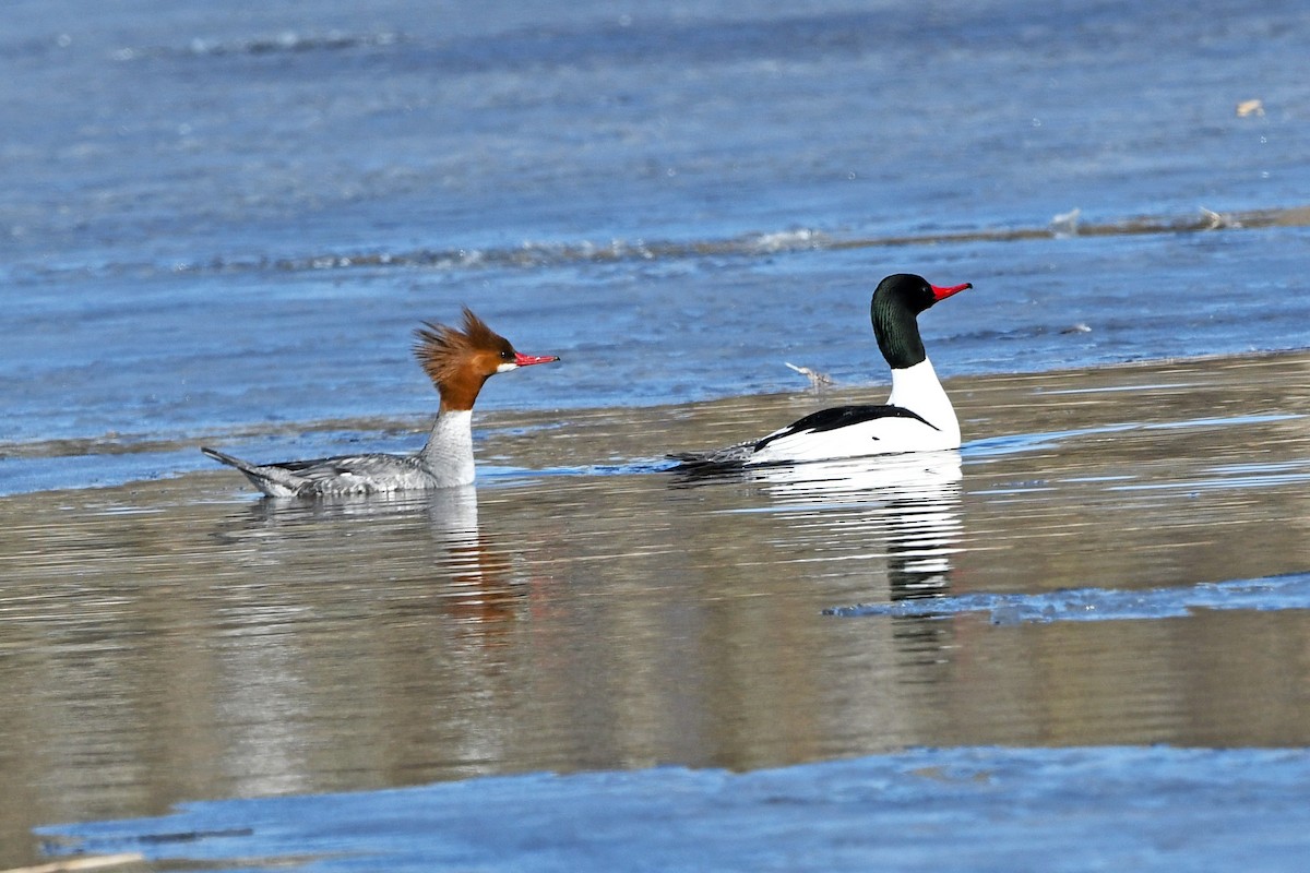 Common Merganser - ML95229221