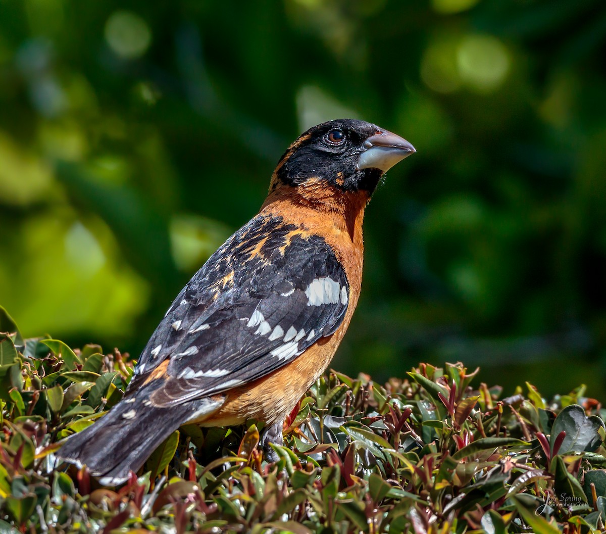 Black-headed Grosbeak - ML95230641