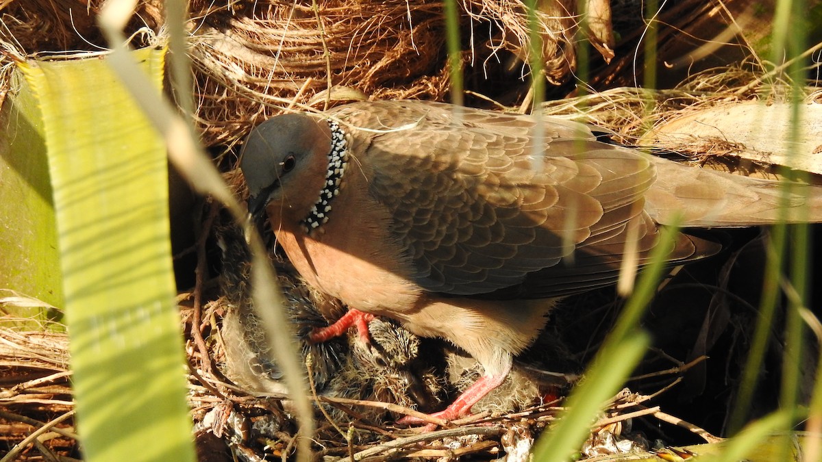 珠頸斑鳩 - ML95230881