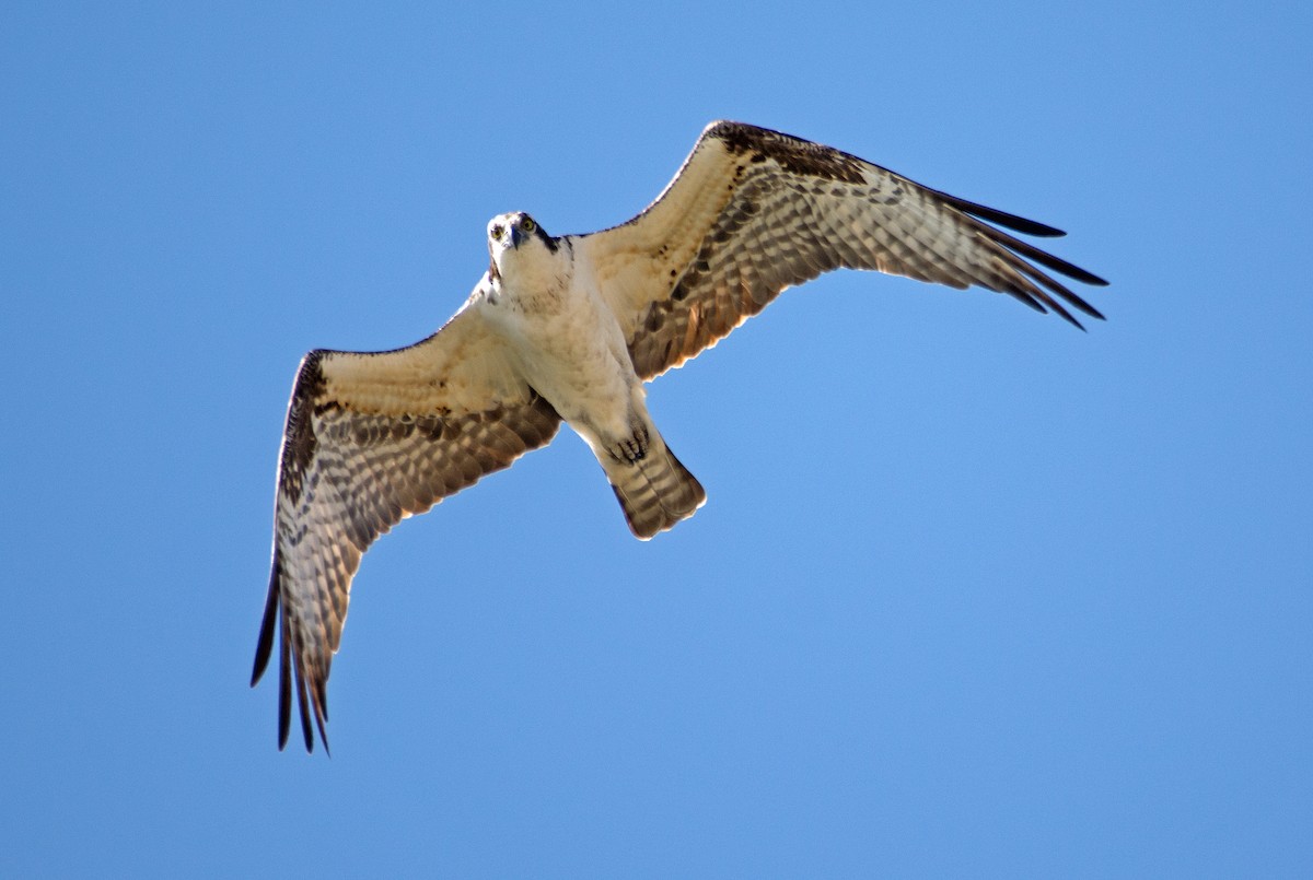 Osprey - Dale Pate