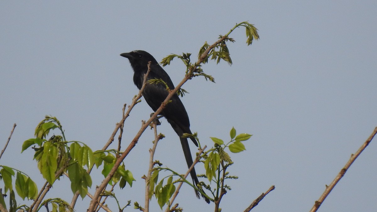 Black Drongo - ML95231341