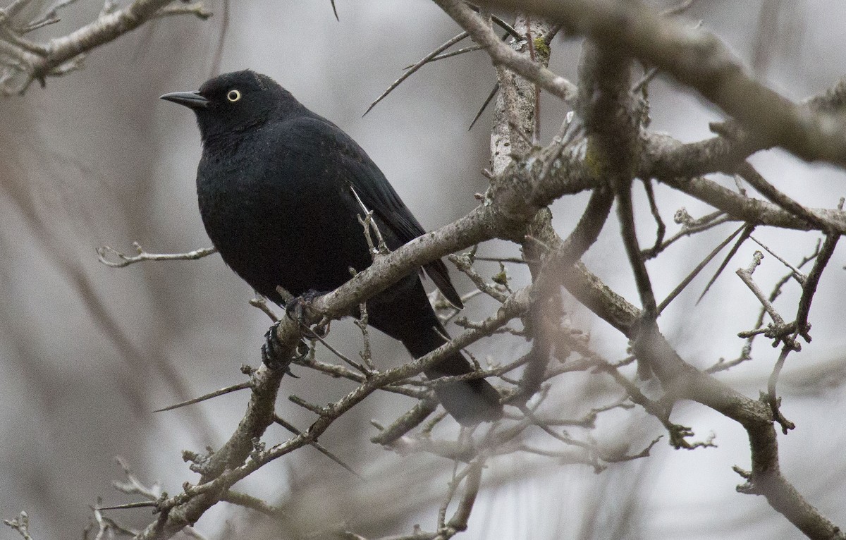 Rusty Blackbird - Bonnie Graham