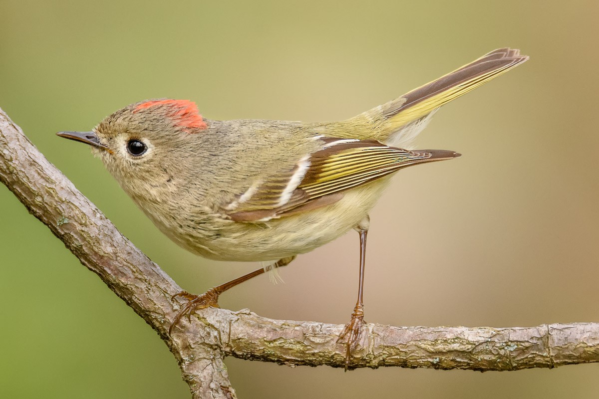 Ruby-crowned Kinglet - ML95232641