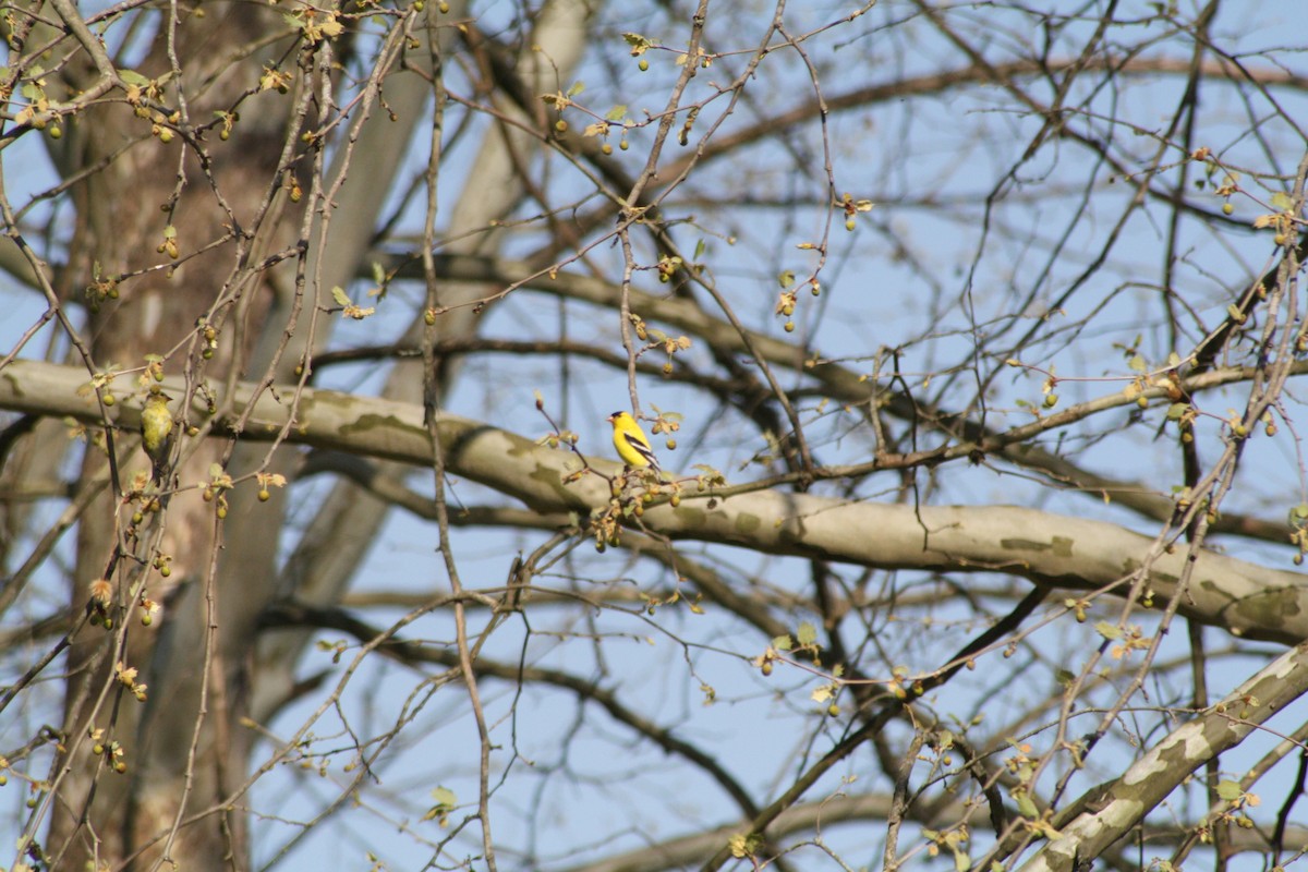 American Goldfinch - ML95232801