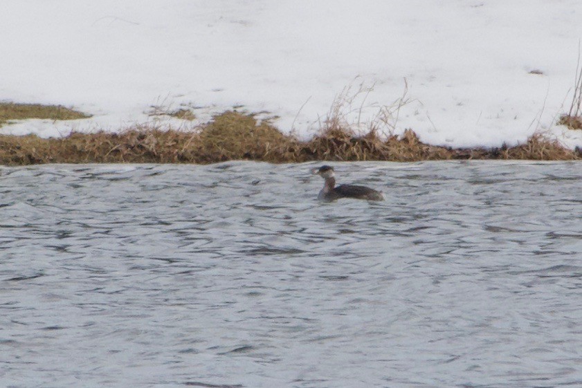 Red-necked Grebe - ML95233161