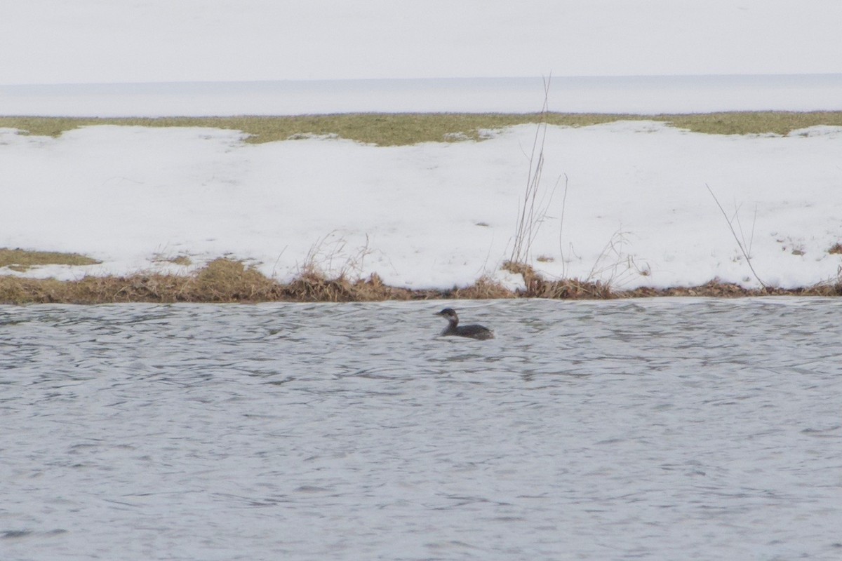 Red-necked Grebe - ML95233301