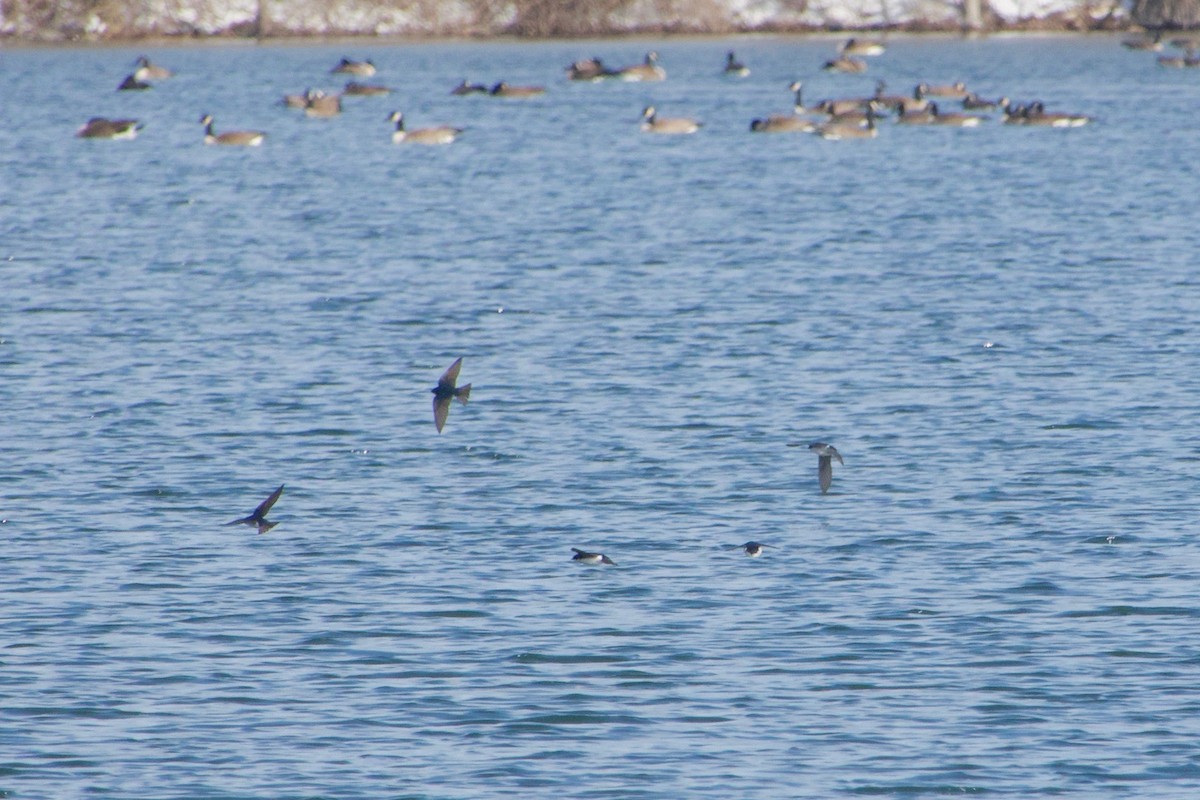 Tree Swallow - ML95233351