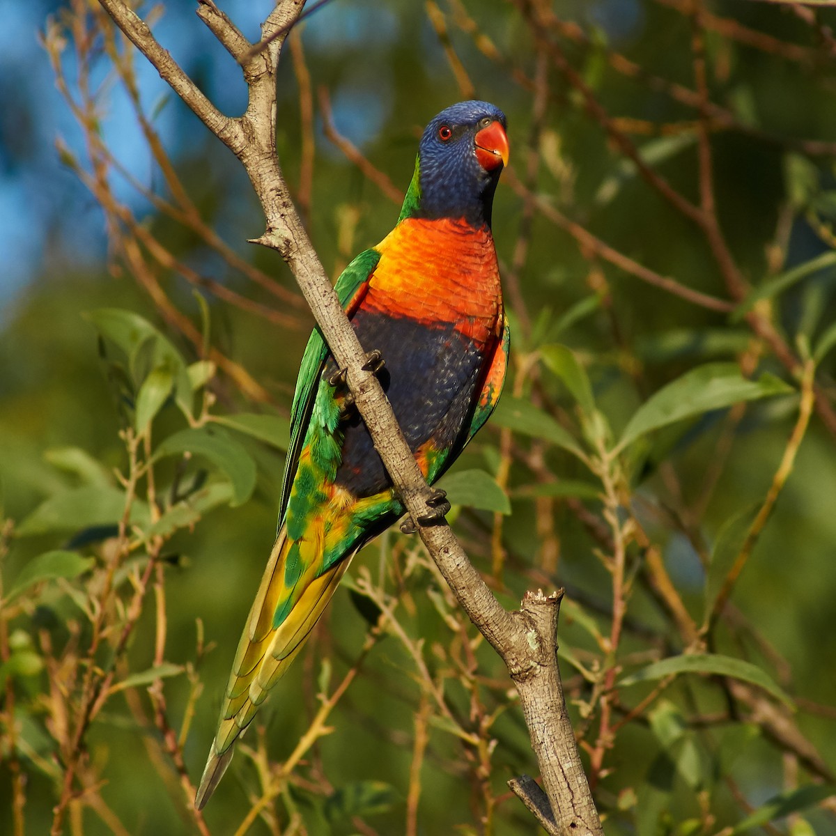 Rainbow Lorikeet - ML95233511