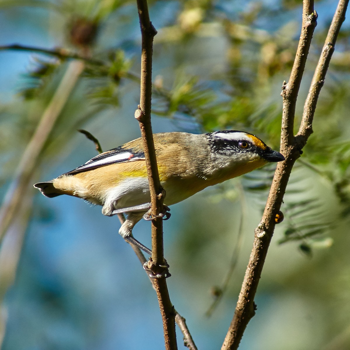 Streifenpanthervogel - ML95233691