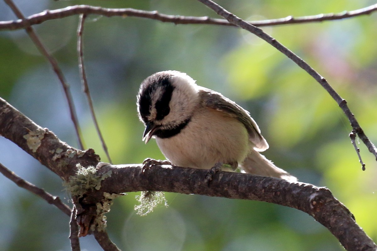 Mountain Chickadee - ML95234271