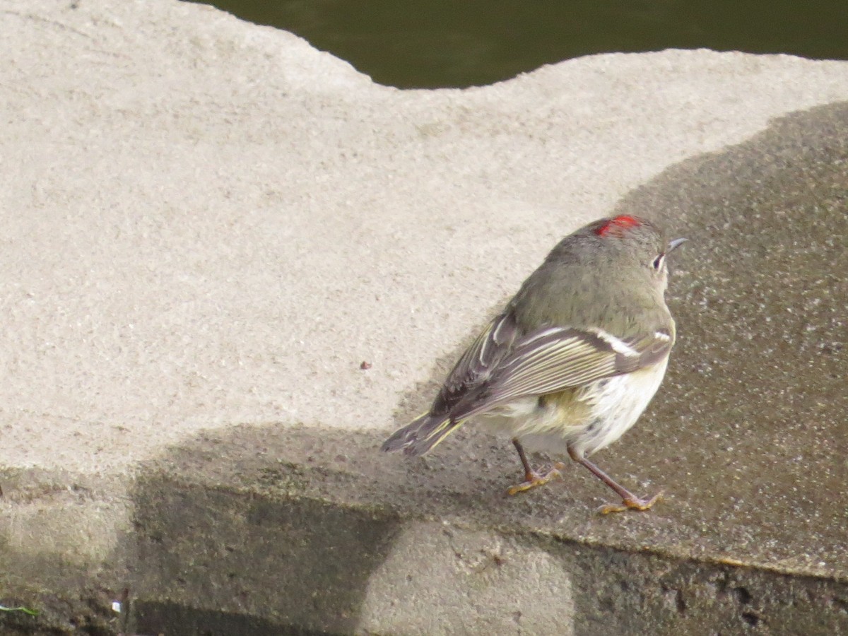 Ruby-crowned Kinglet - ML95234841