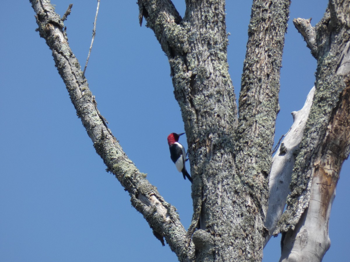 Pic à tête rouge - ML95235981