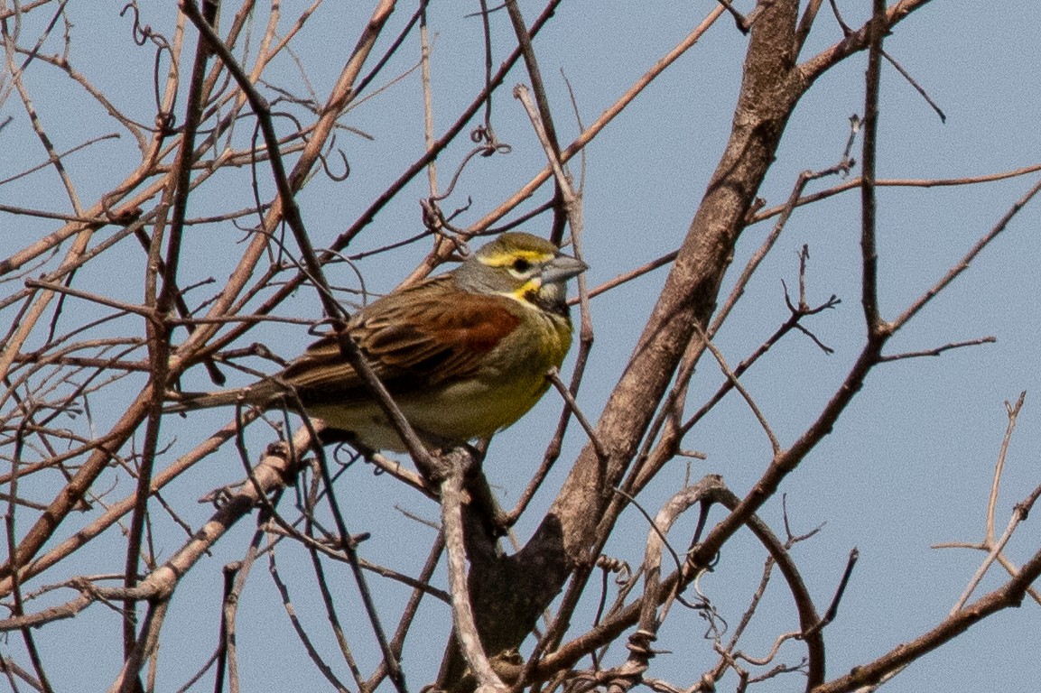 Dickcissel - ML95236751