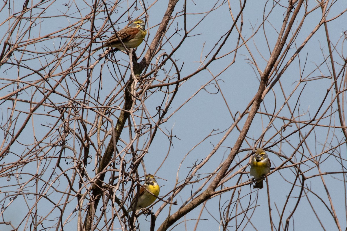 Dickcissel - ML95236761