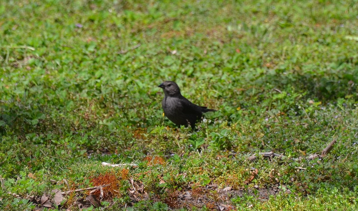 Brown-headed Cowbird - Ron Furnish