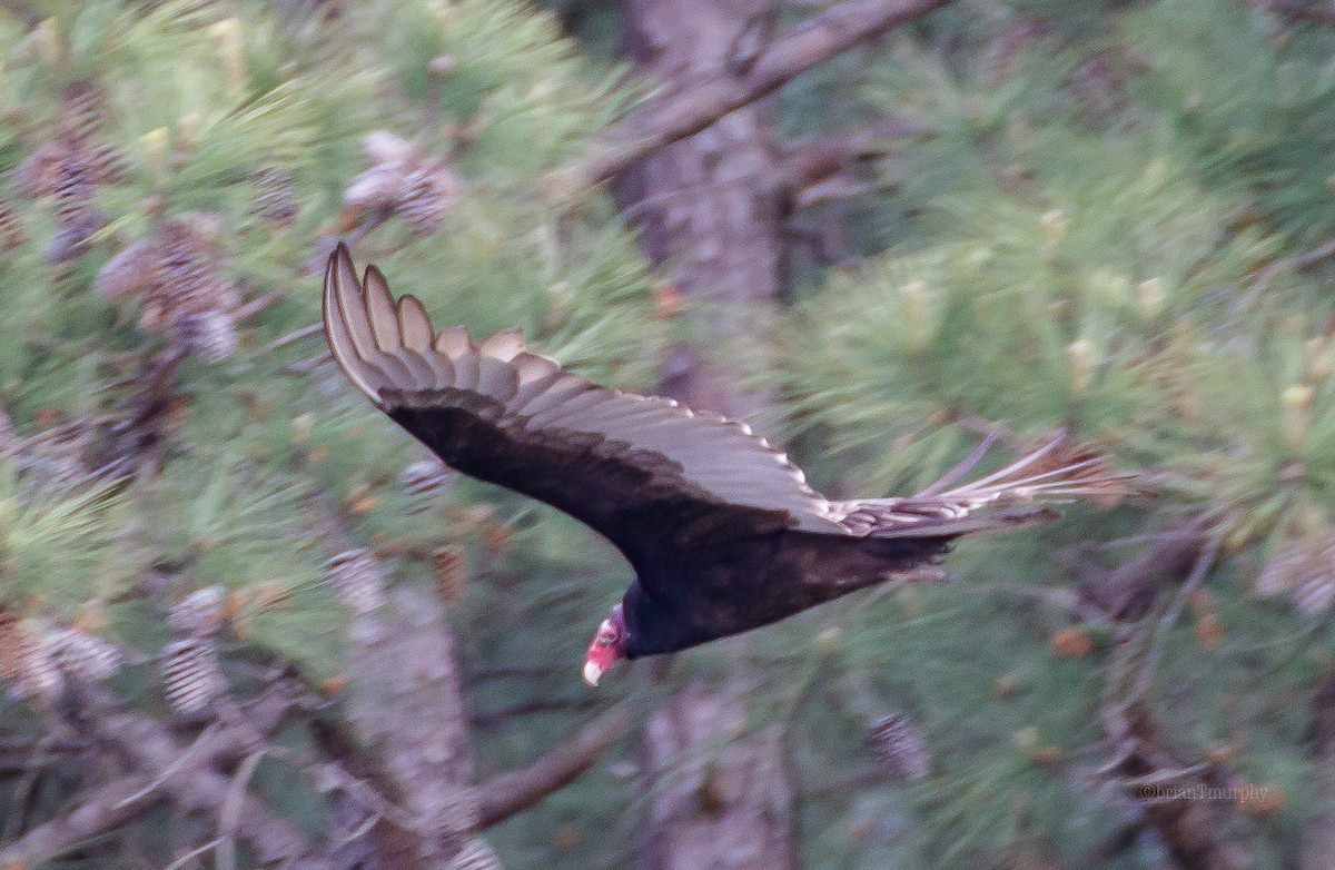 Turkey Vulture - ML95237451