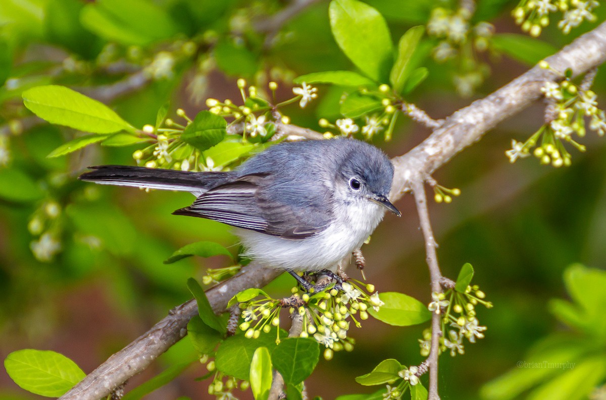 Blue-gray Gnatcatcher - ML95237631