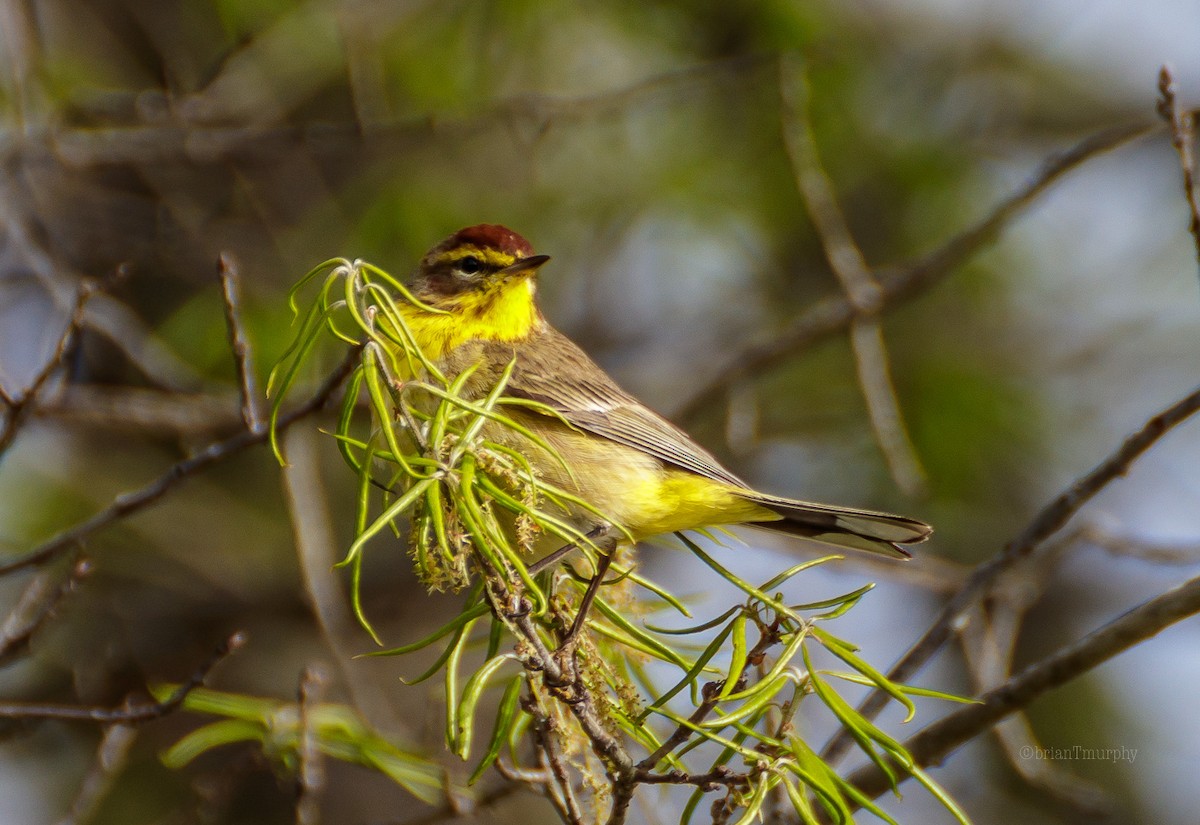 Palm Warbler - ML95237721