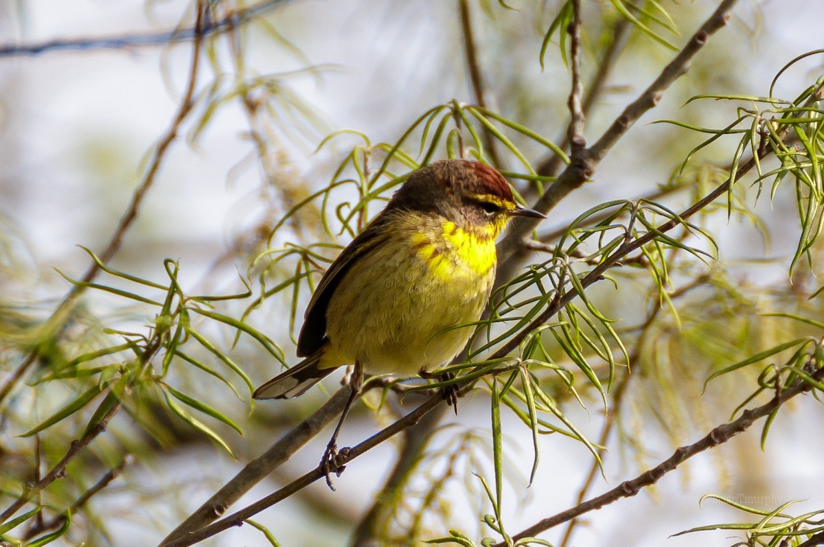 Palm Warbler - ML95237731