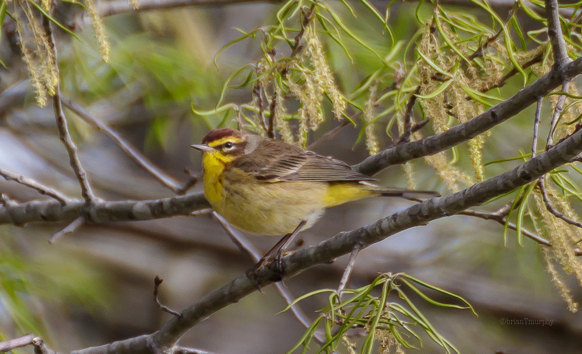 Palm Warbler - ML95237741