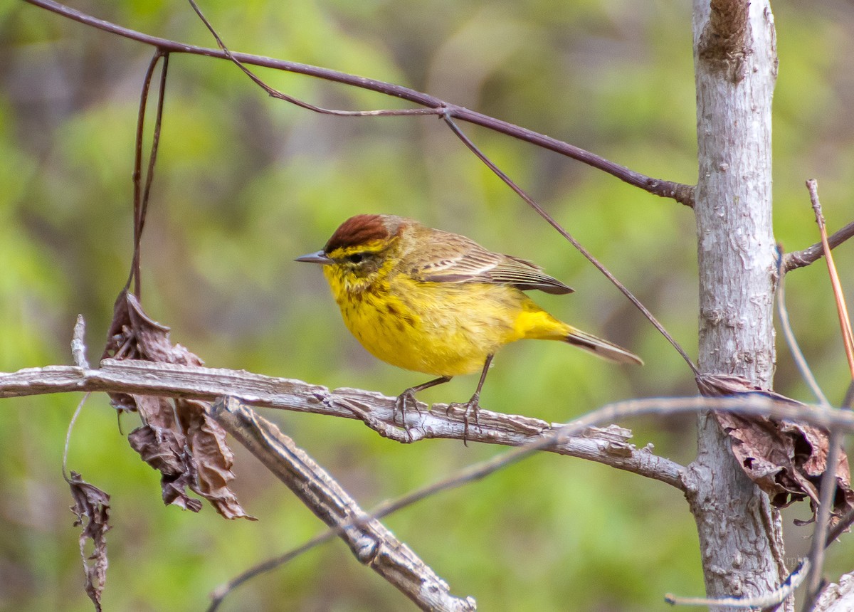 Palm Warbler - ML95237771