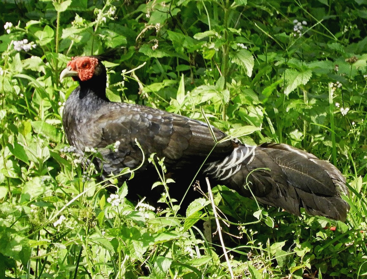 Kalij Pheasant - ML95238571