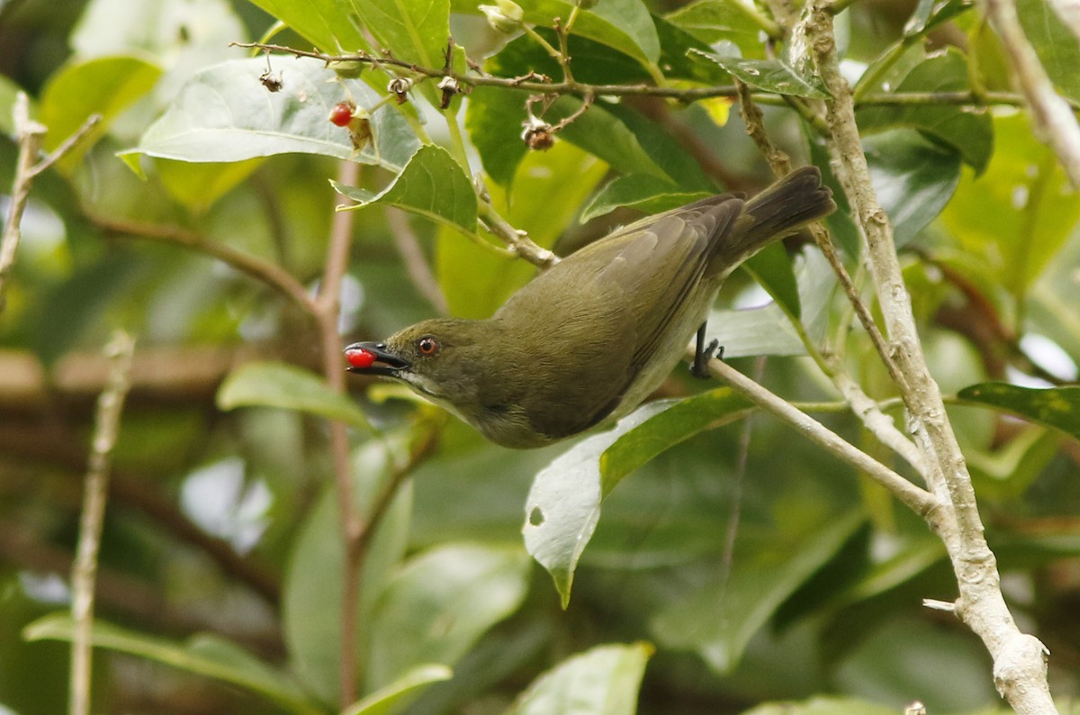 Golden-rumped Flowerpecker - ML95239011