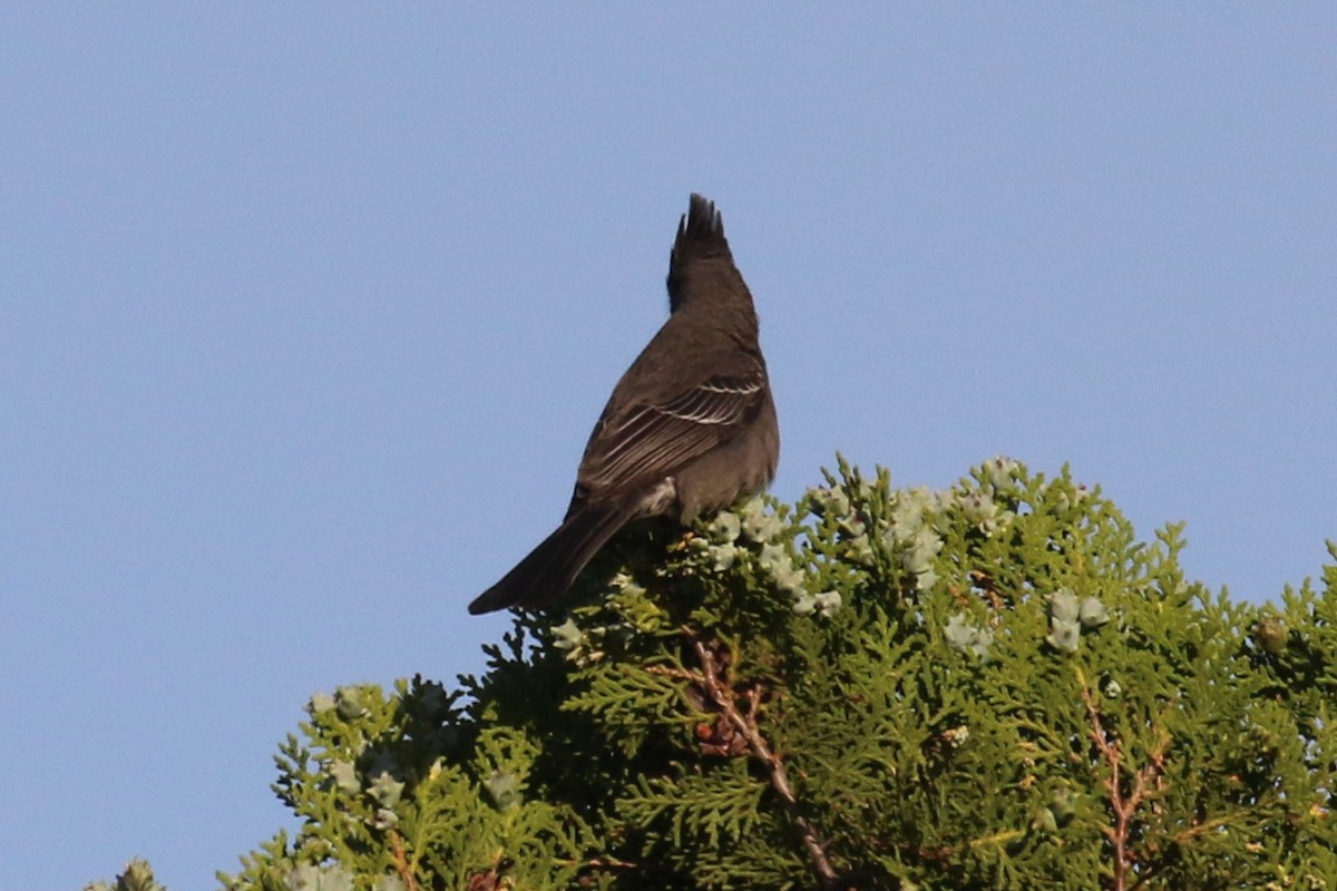 Phainopepla - ML95239081