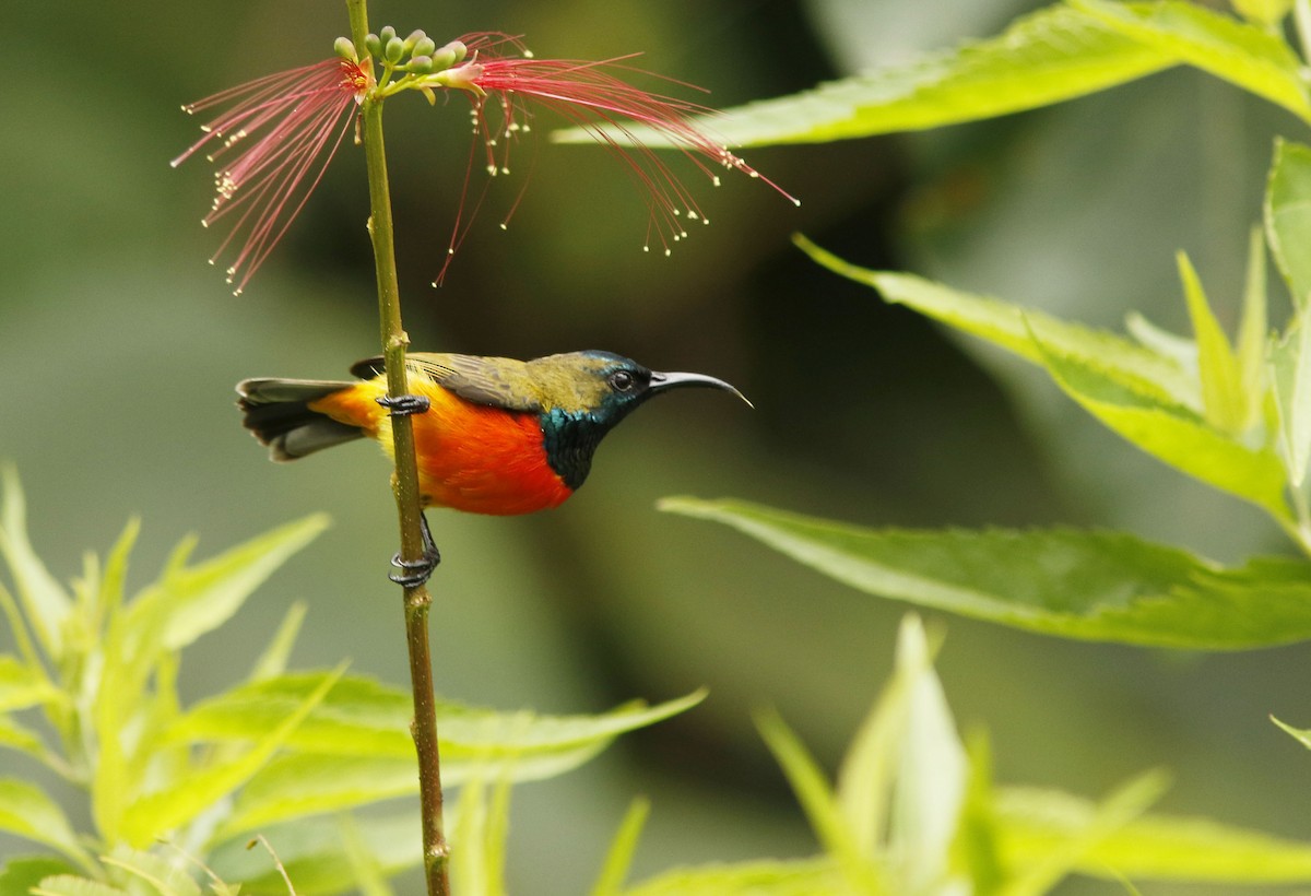 Flame-breasted Sunbird - David Beadle