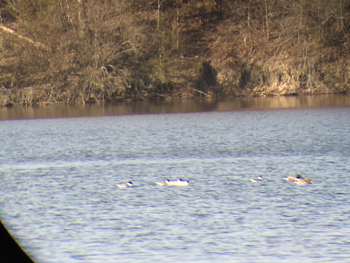 Franklin's Gull - ML95239261