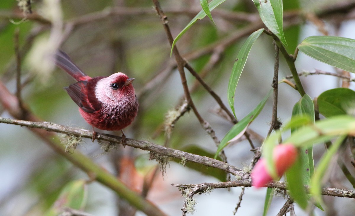 Pink-headed Warbler - ML95239581