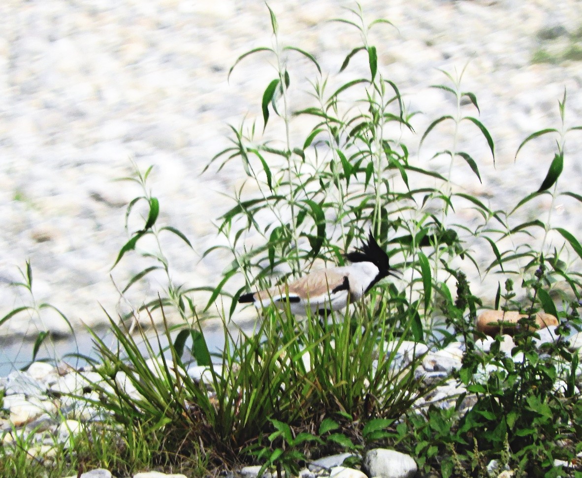 River Lapwing - ML95239971