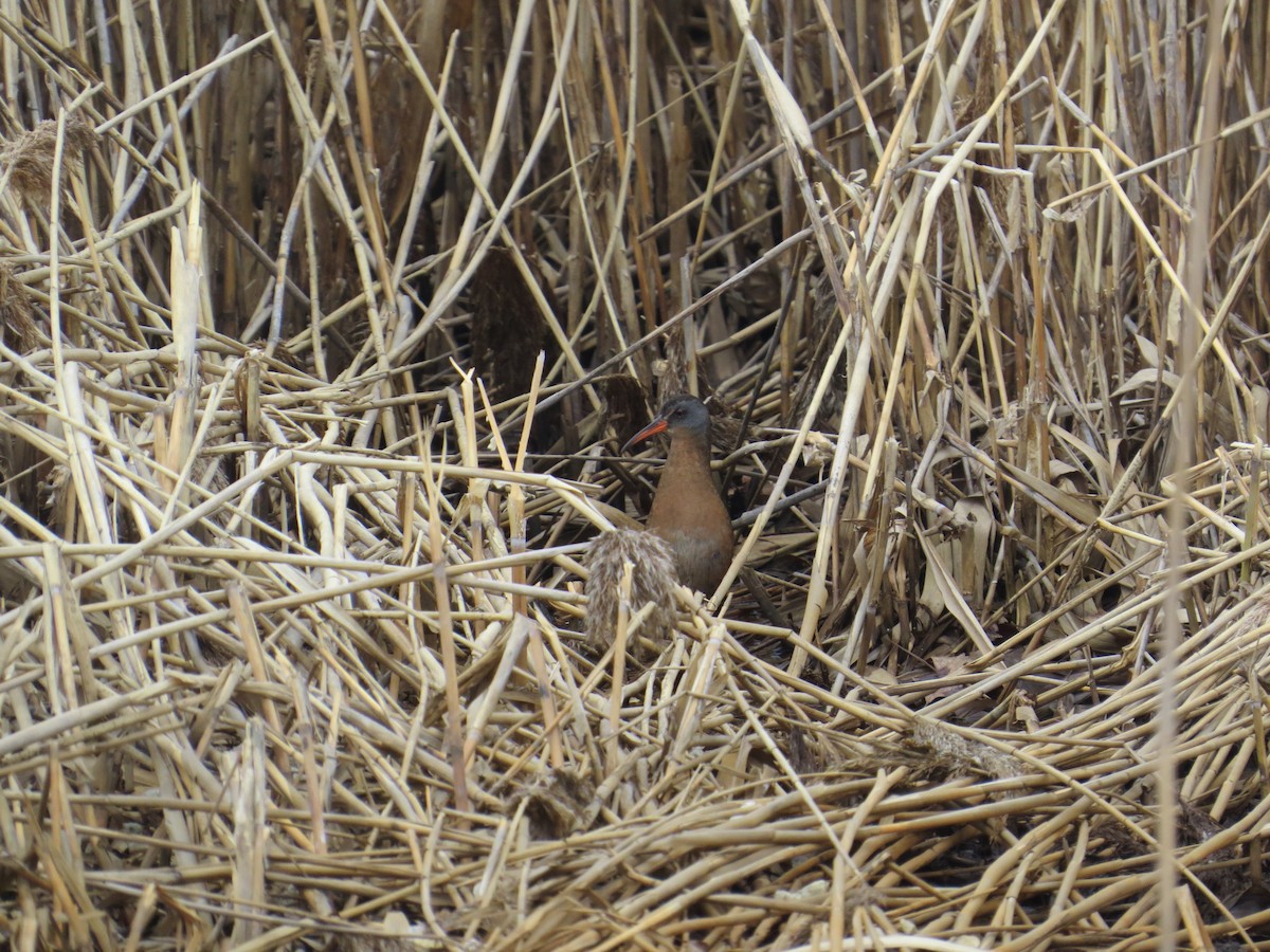 Пастушок віргінський - ML95240441