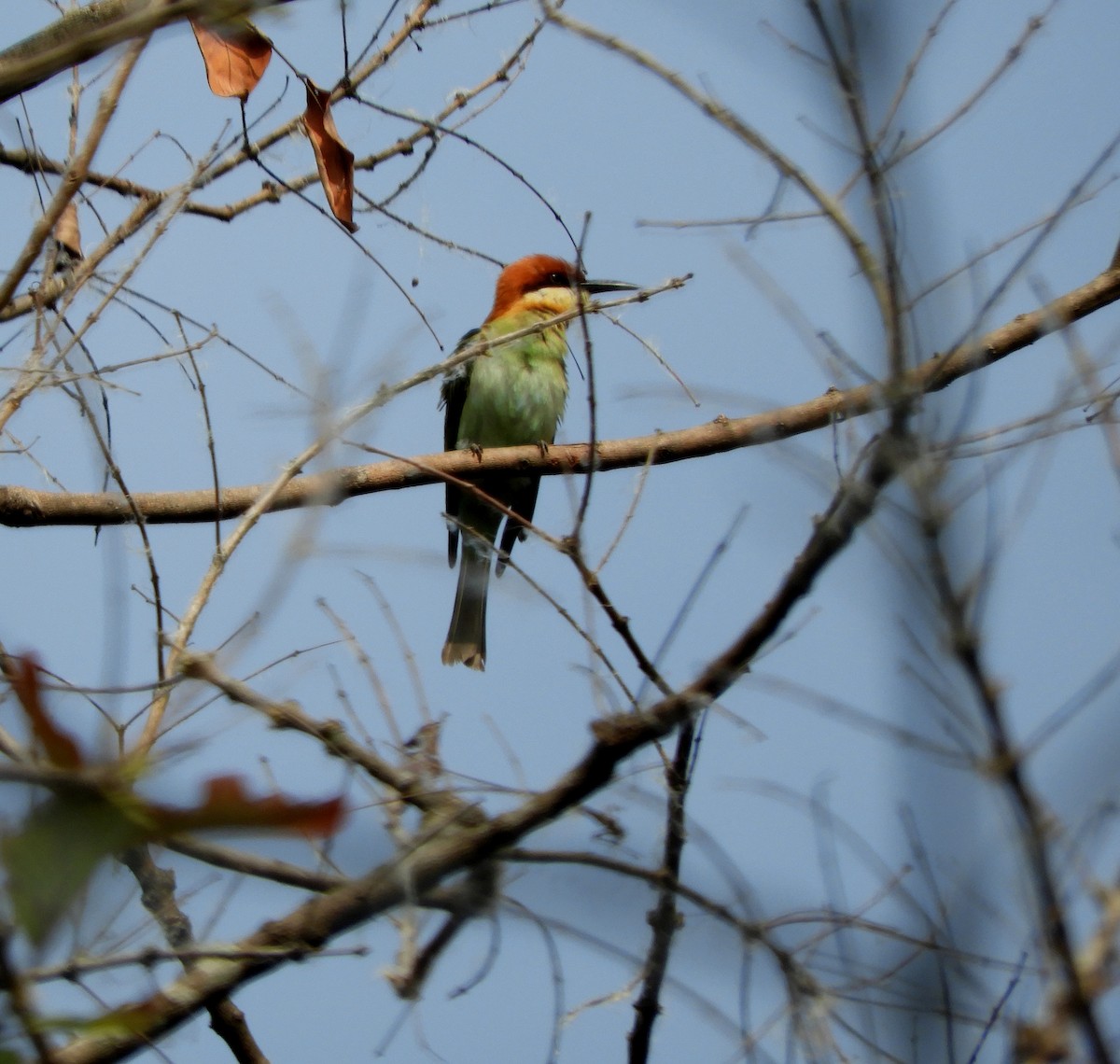 Chestnut-headed Bee-eater - Debayan Gayen