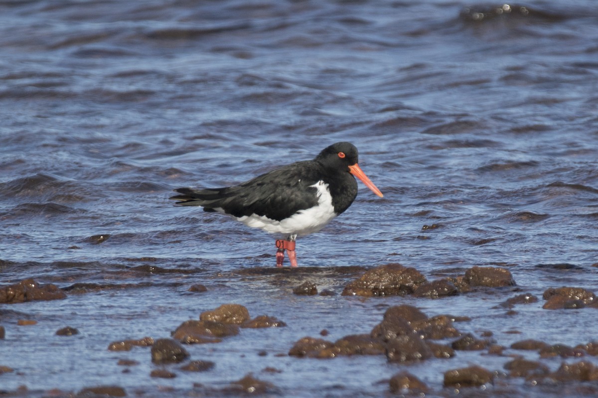 Pied Oystercatcher - John Cantwell