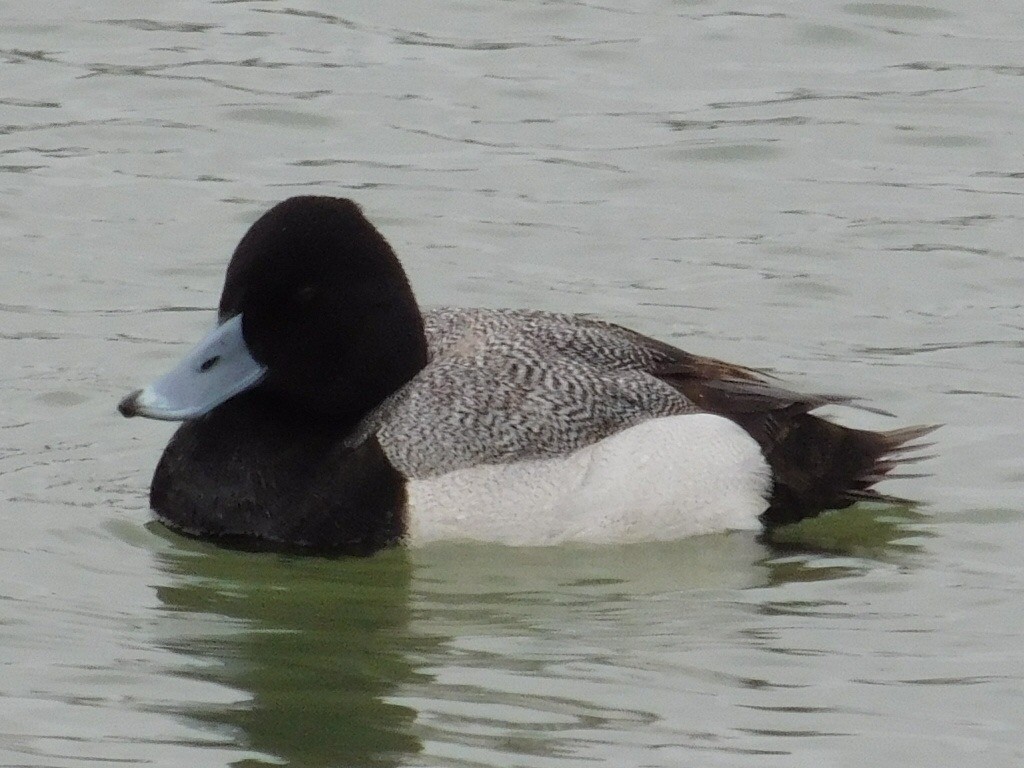 Lesser Scaup - Thomas Mudd