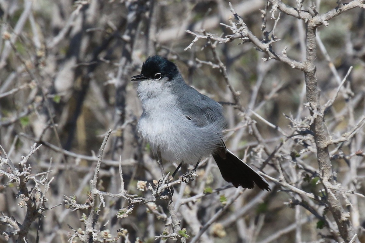 Black-tailed Gnatcatcher - ML95241741
