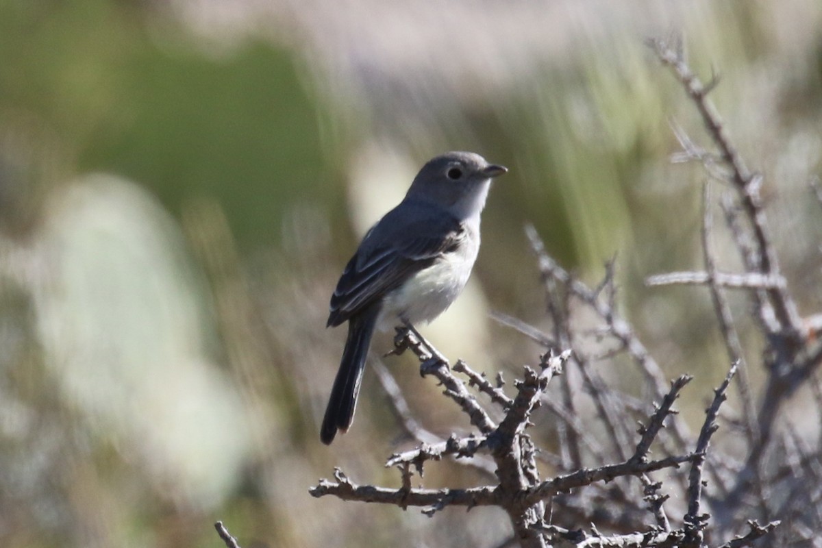 Gray Vireo - ML95242001
