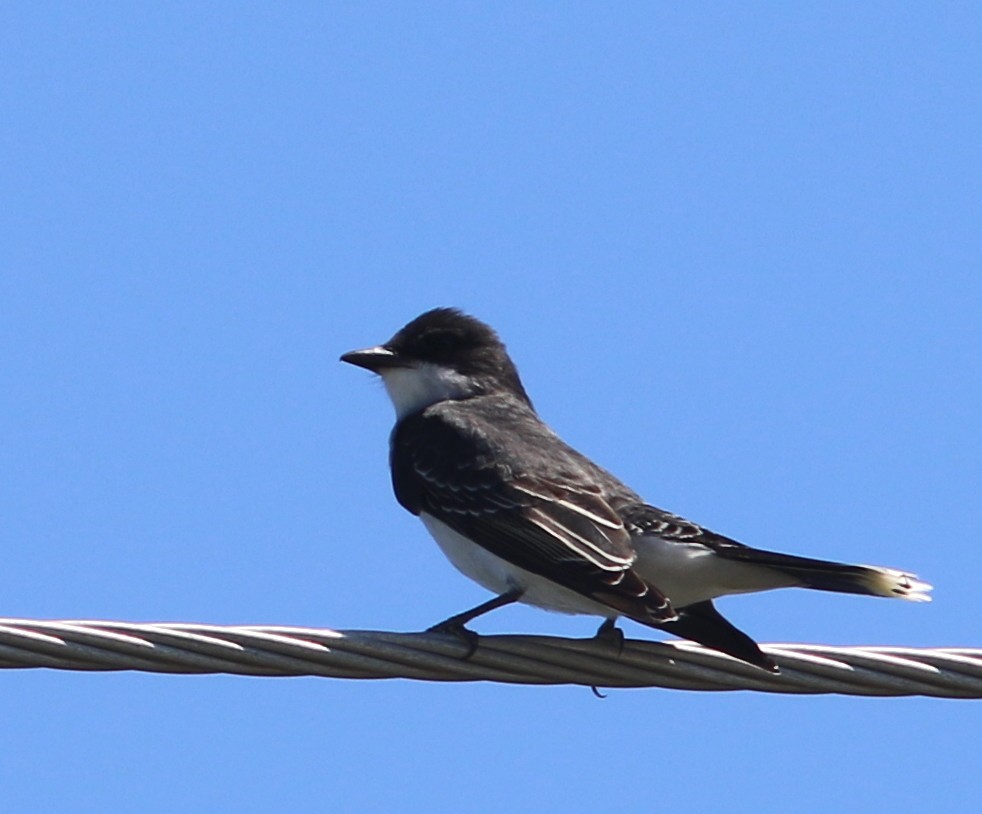 Eastern Kingbird - ML95243431