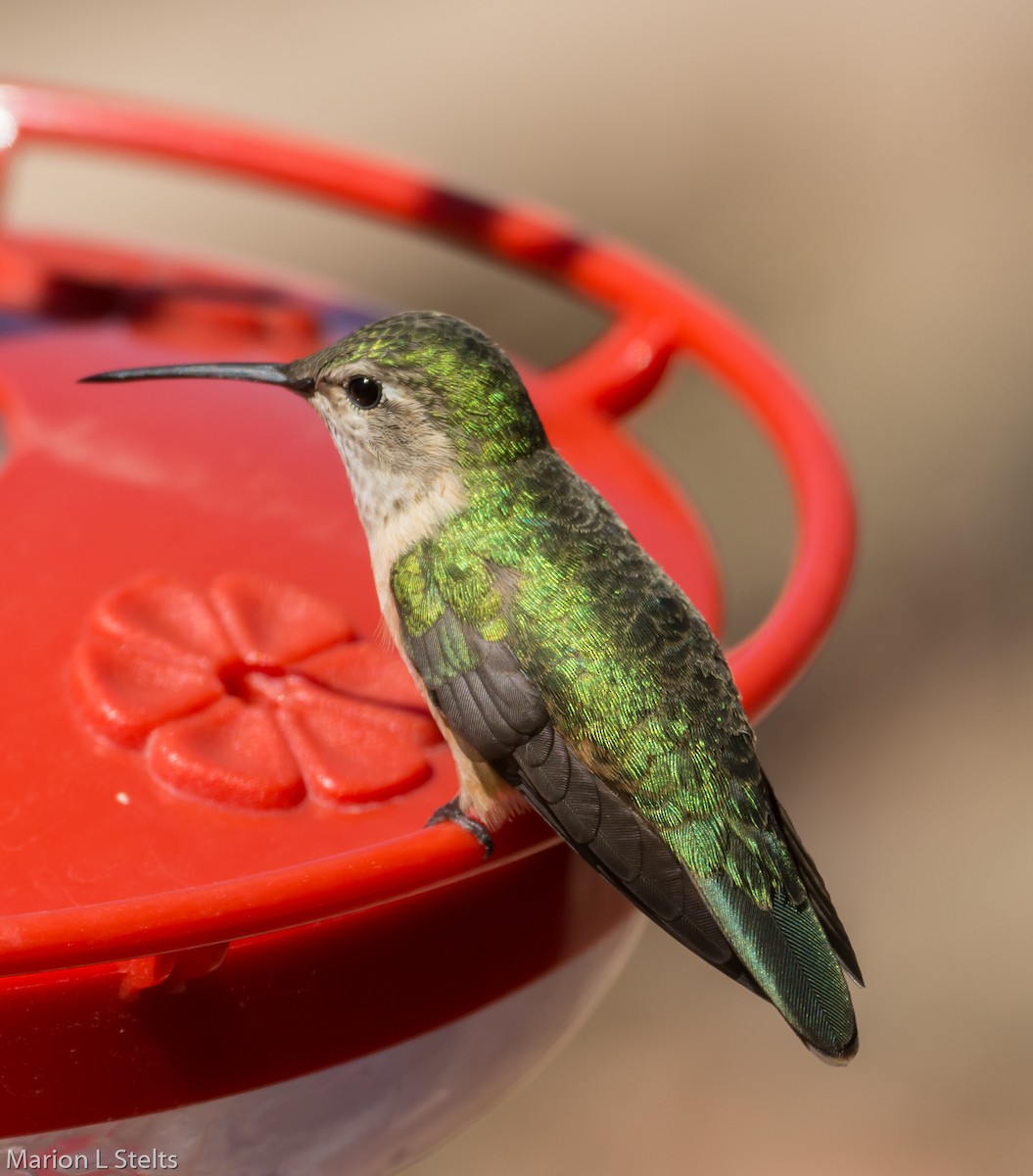 Broad-tailed Hummingbird - Marion Stelts