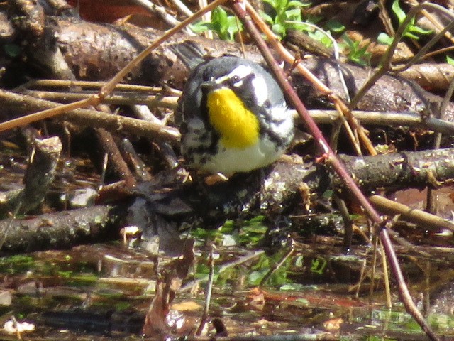 Yellow-throated Warbler - ML95245051