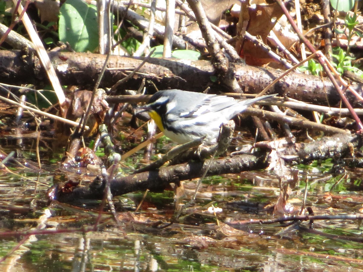 Yellow-throated Warbler - ML95245131