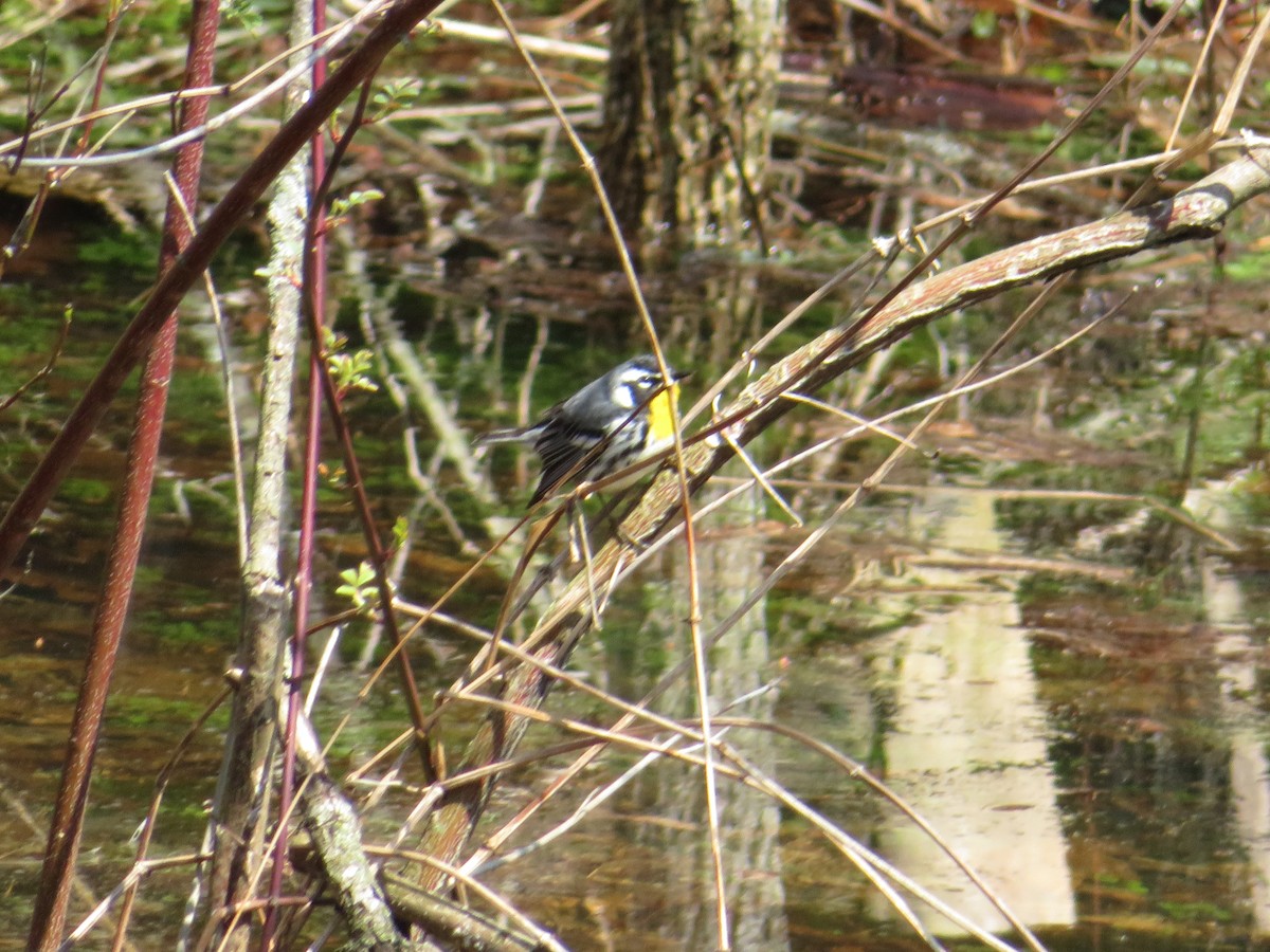 Yellow-throated Warbler - ML95245151