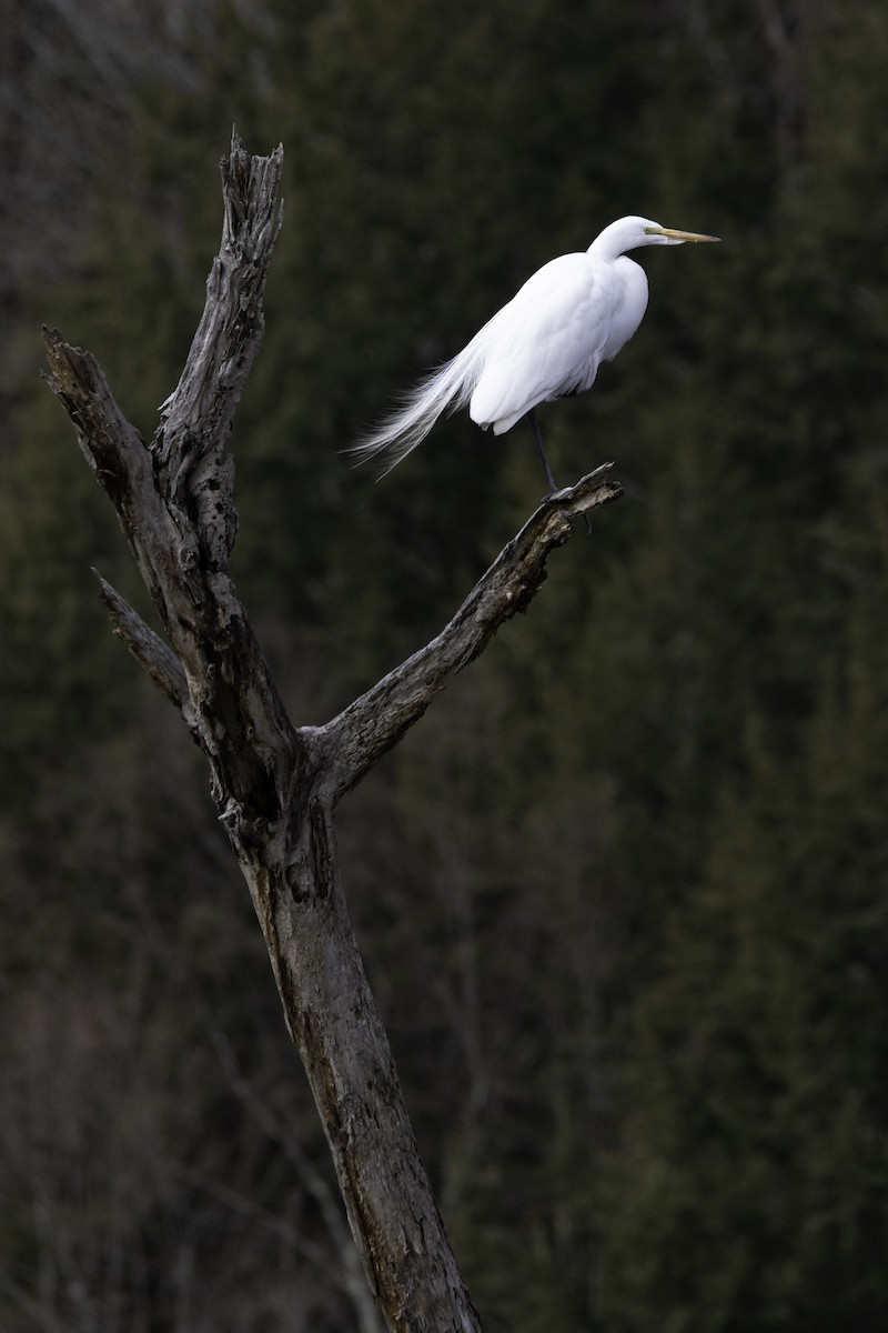 Great Egret - ML95248511