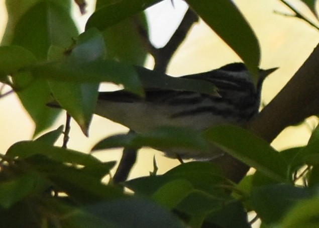 Blackpoll Warbler - ML95249451