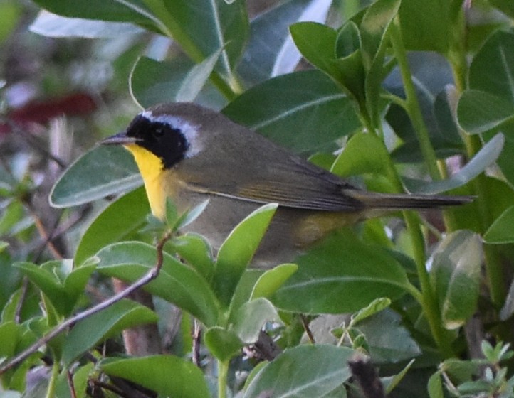 Common Yellowthroat - ML95249531