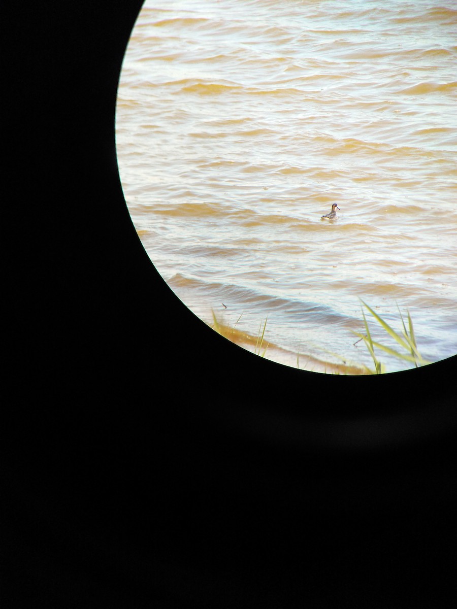 Red-necked Phalarope - Victor Gamez