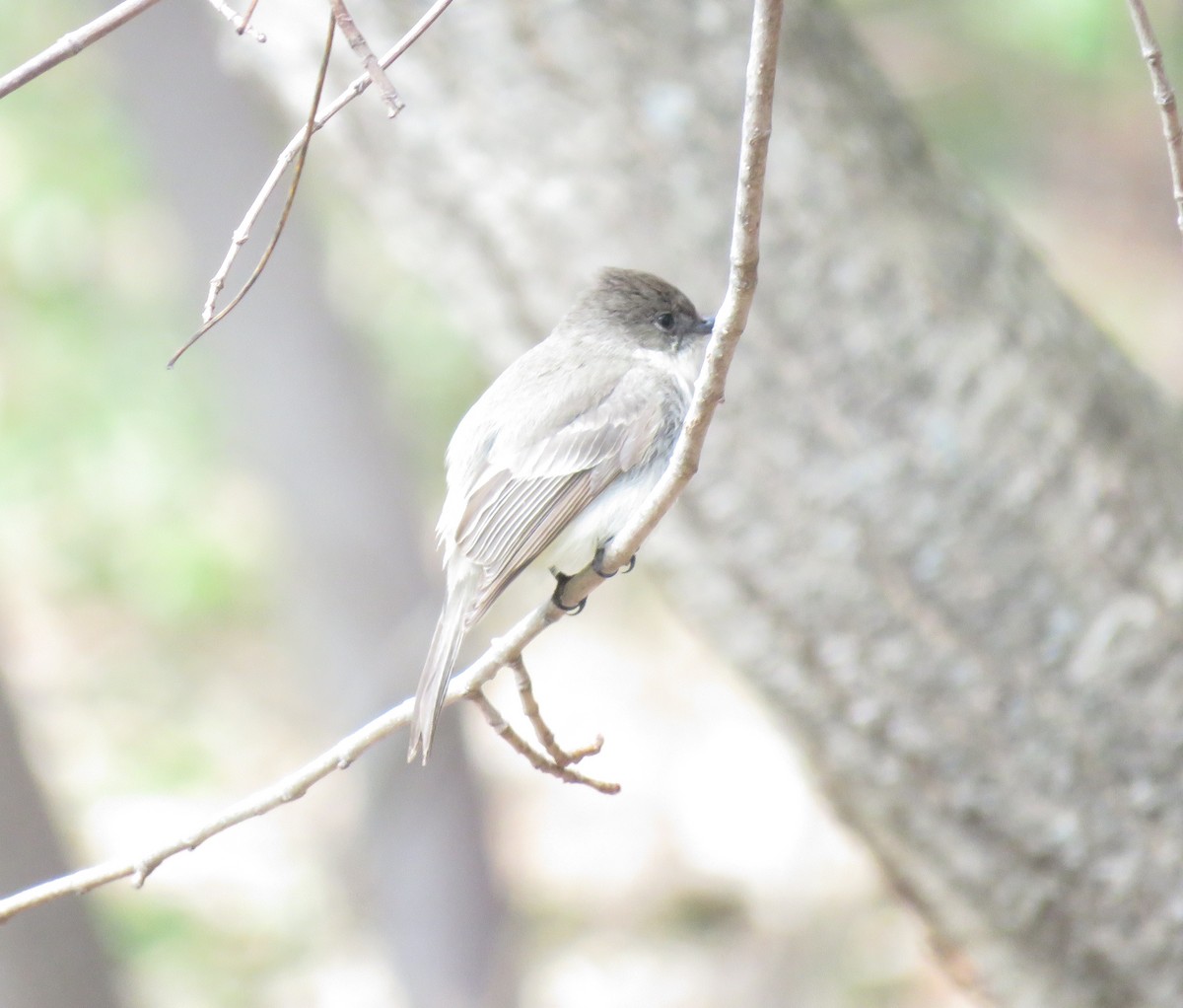 Eastern Phoebe - ML95250011